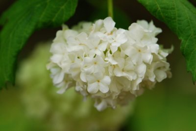 Viburnum opulus 'Roseum' - kalina obecná - květ
